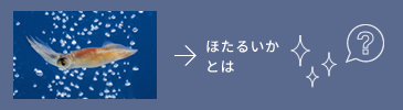 ほたるいかとは